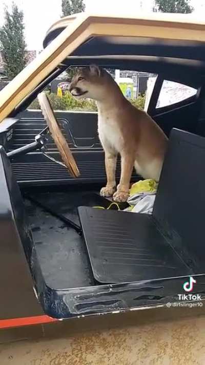 POV: a cougar spawned in a Mission