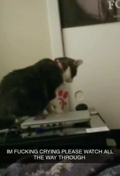 Cats are kinda mean