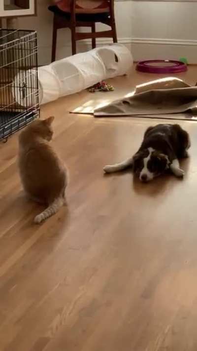 Puppy trying her best to convince the cat to play with her
