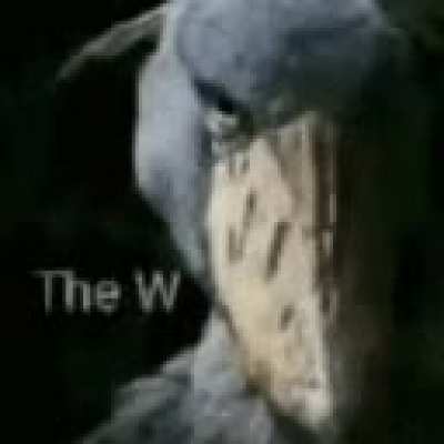 The W