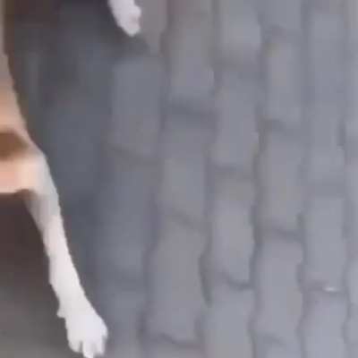 Doguinho