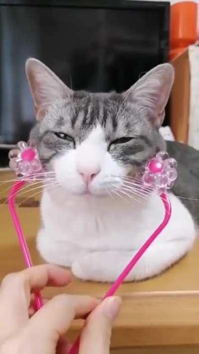 What a good kitty