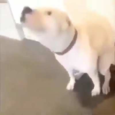 Si est&aacute;s teniendo un mal d&iacute;a disfruta del perro feliz :)