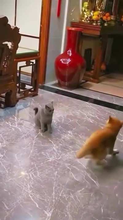 This is how Shibas are if you didn&rsquo;t know.