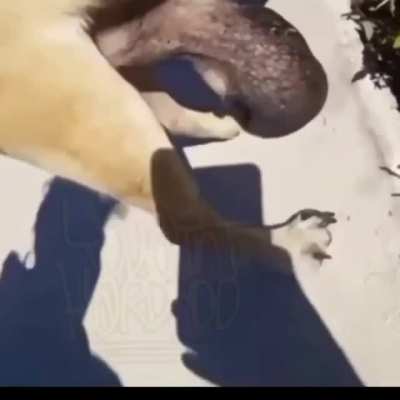 Why his balls so huge tho