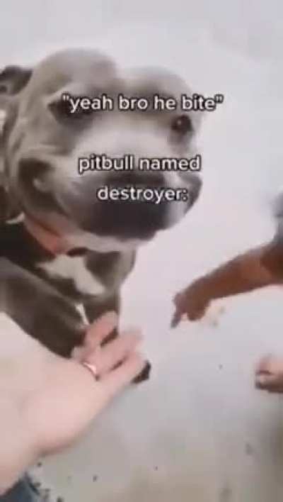 Pitbull com nome princesa: &eth;&yen;&eth;&yen;&eth;&iquest;&eth;&iquest;&eth;&acirc;&nbsp;&iuml;&cedil;