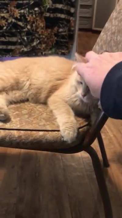 Tigger is one of the best cats I&rsquo;ve owned