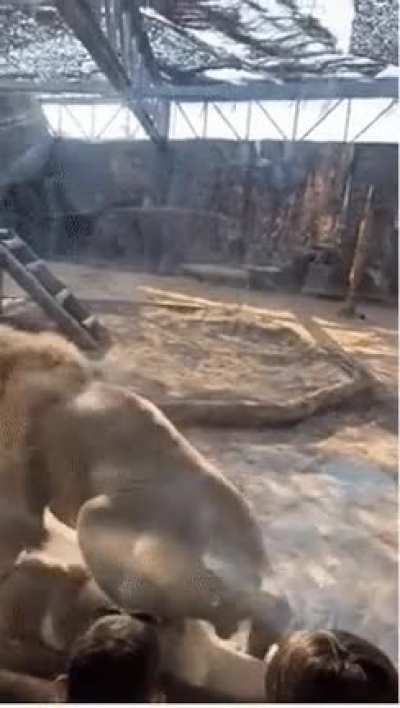 When i m chilling at the zoo and dad comes by