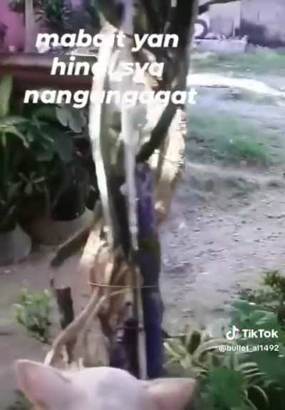 "Di yan na ngangagat"