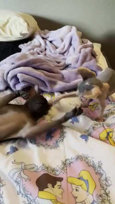 Basil vs Felix