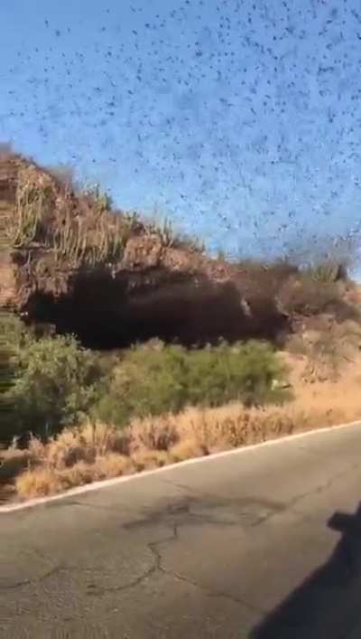 A stream of bats pour from a cave on Cueva de Los murci&eacute;lagos Mexico