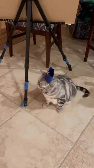 MAX 🐱 (My boyfriend&rsquo;s uncle&rsquo;s cat)