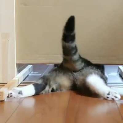 Chonk has no obstacles