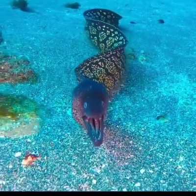 "That's A Moray!"