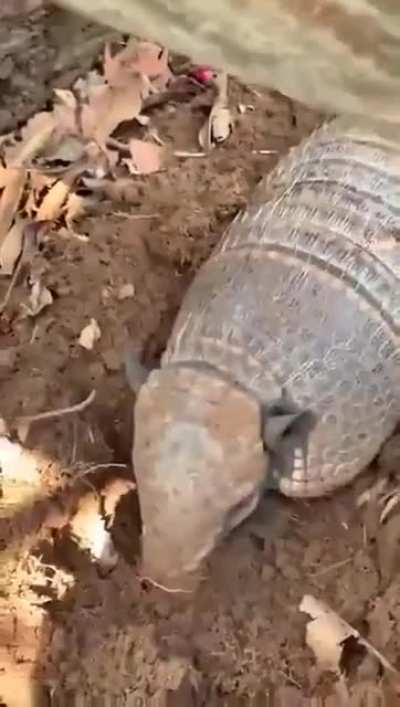Боже мой! Что это там....?
