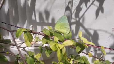 I'm scared of insects but I decided to just get near one anyways it's so beautiful though :(