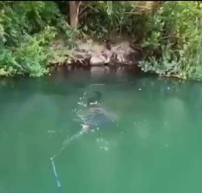 This Absolute Unit of a Catfish