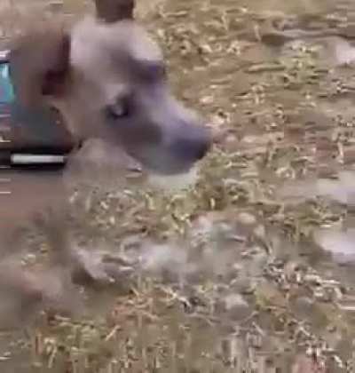 dog ball
