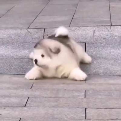 poOR PUp GEtS ShattEred AFTEr FALling InTo chASm