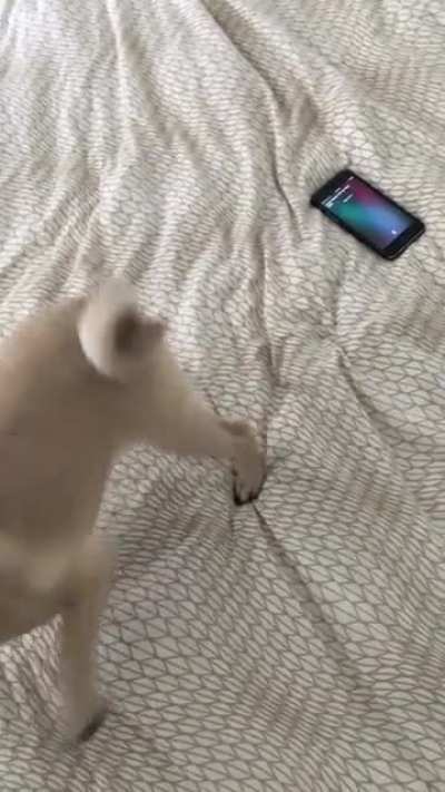 My pup has the same reaction I do when I hear a TS song.