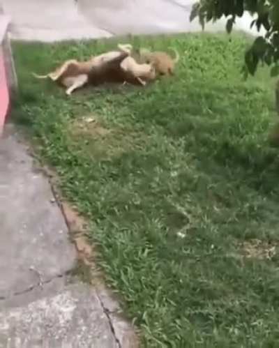 sIcK HUMaN ReLeAsEs A vIcIoUs kItTeN To mUrDeRiZe a pOoR DoGgO