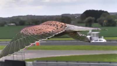 🔥 A kestrel hovering with its head held perfectly still as it hunts for prey. Captured at Snetterton race circuit in Norfolk.