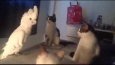 "Wait for it... "(Звук). Или же : "Почему птицы - предки динозавров"