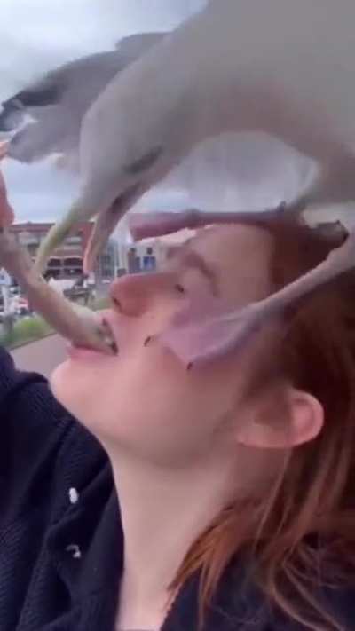 yesyesyesno