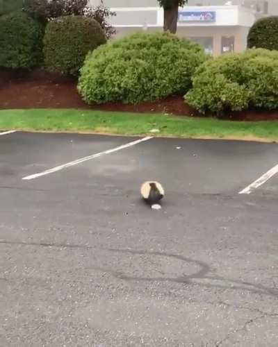 Last weekend a Tewksbury, Massachusetts police officer freed a skunk that got its head stuck in a container.
