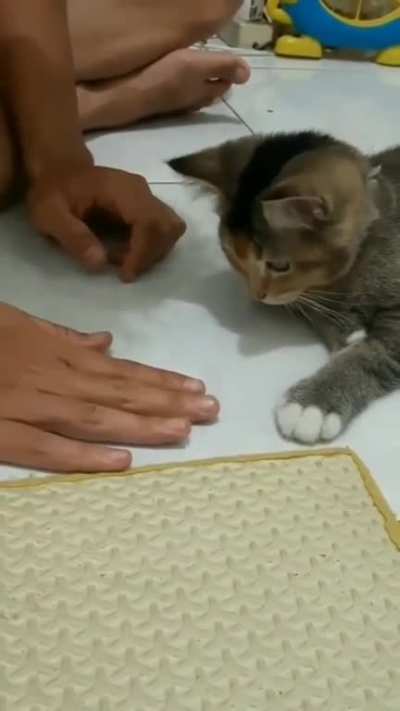 Try it with your cat&hellip;
