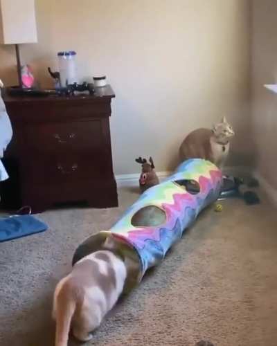 A little bit of purrkour caused by the housemate