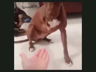 good doggy