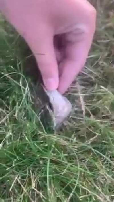 My friend and his brother found a dead rat