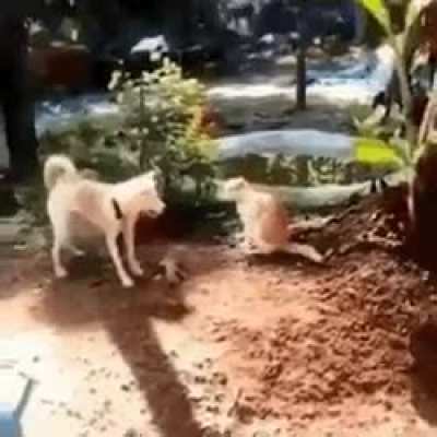 Dog Li and famouse scene from his classic movie "In cats lair"