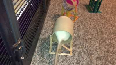 My adorable pet rat Coconut doing a fun agility course!