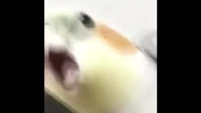 Bird is the word