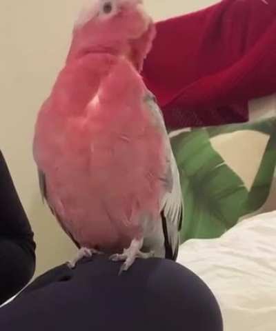 He only likes to dance on cute rhymes