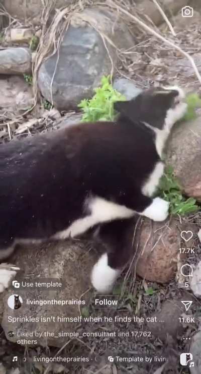 Found some catnip out in nature and it&rsquo;s life may never be the same 😂
