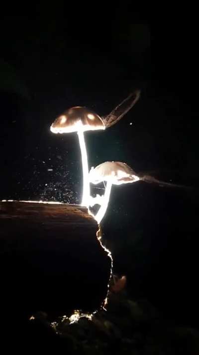 Omg I love mushrooms