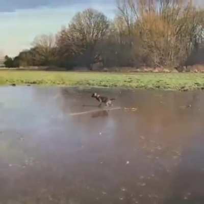 If This Dog Doesn't Get A Grip, Then This Post Isn't Going To Gain Any Traction