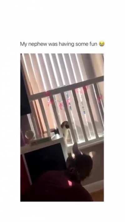 What is it with cats and blinds?