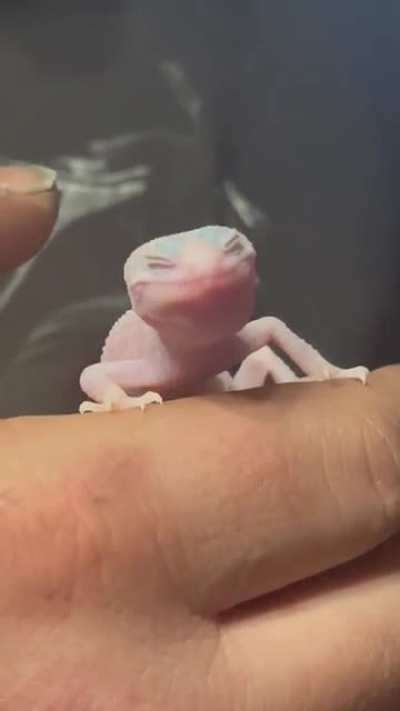 Even babies have to pay the Gecko Tax! This is Pandora having a wax worm treat while her paper towel substrate is changed! ❤️😍