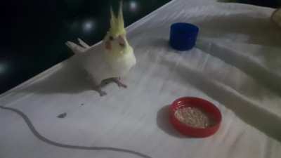 MI NUEVA NINFA EST&Aacute; ASI