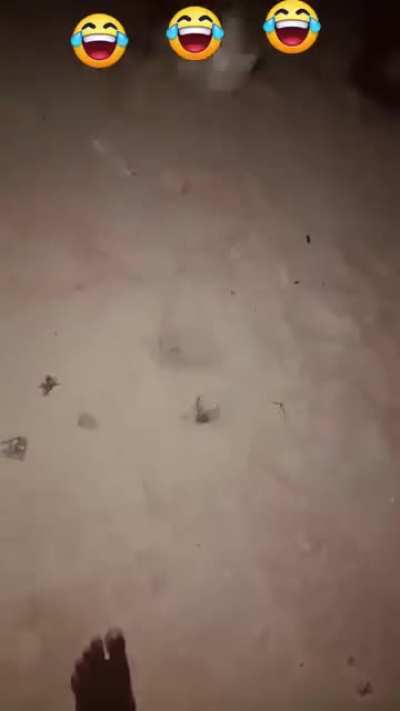 Crab