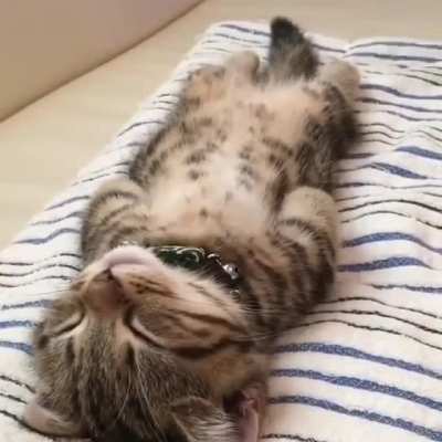 To wake the kitten up.