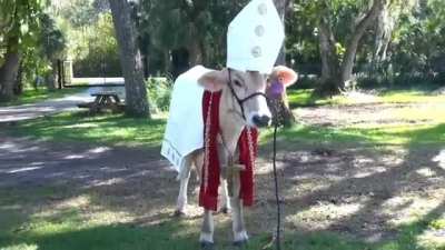 Holy Cow, from 'Vlog Creations' (YouTube)