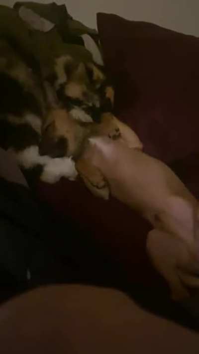 My chihuahua Chip always wakes up my cat Penny so she&rsquo;ll lick him until he falls asleep