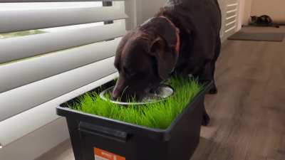 My dog-powered self watering planter