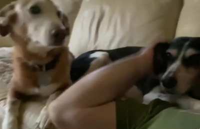 Pet me! Pet me!