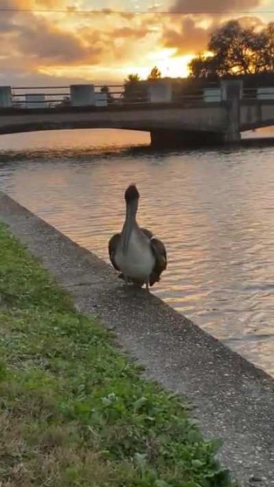 Y&rsquo;all like the Bayou Pelican?! He&rsquo;s been making my life lately. Here you go, from a couple of weeks ago.